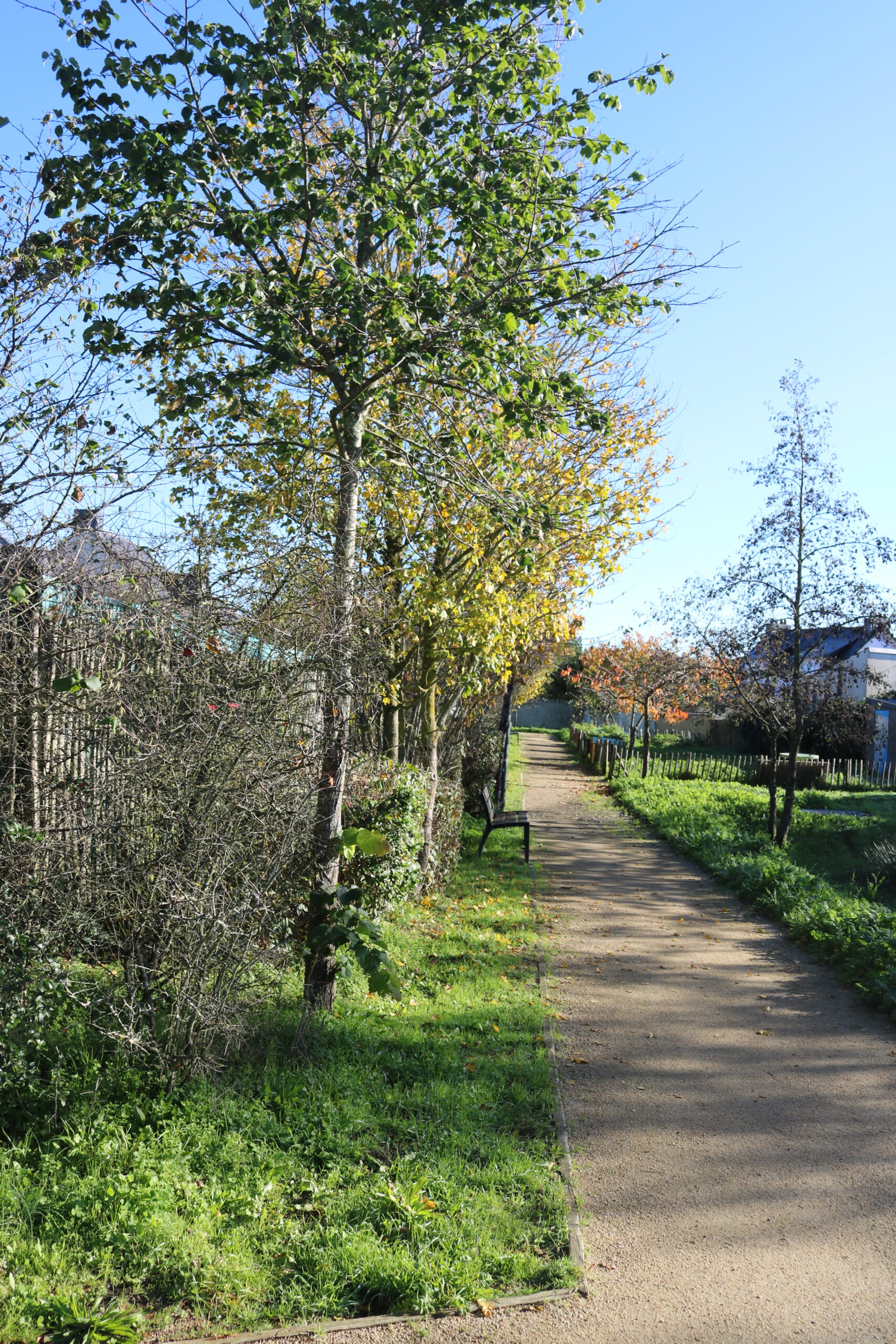 Quartier Certé : Ilot A4